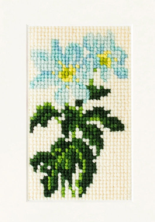 Elizabeth Bradley Anemone Starter Kit