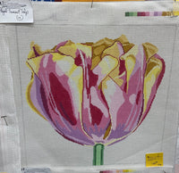Regal Sunset Tulip