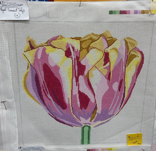 Regal Sunset Tulip